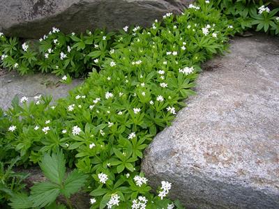 Galium Odoratum